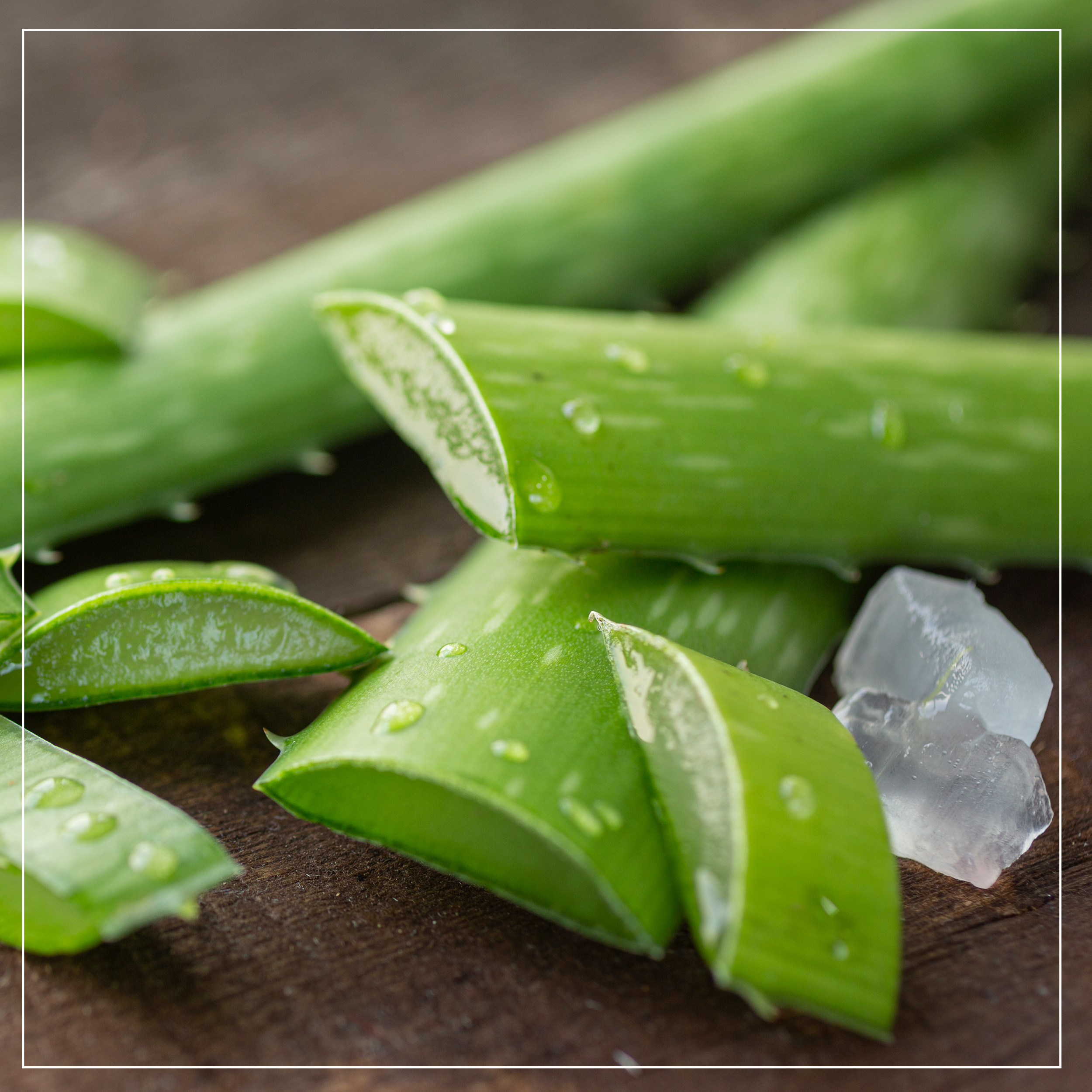 aloe