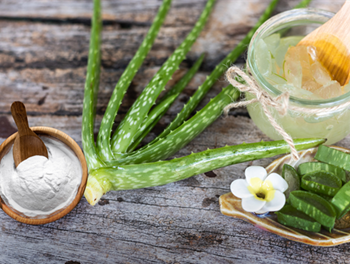 Aloe plant